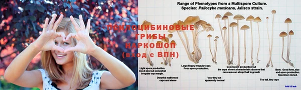 шишки Заволжск